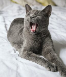 Cat Yawning on a bed