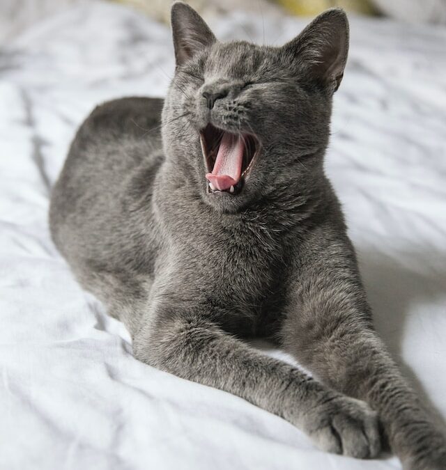 Cat Yawning on a bed